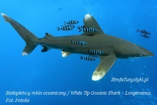 White Tip Shark Rekin białopłetwy