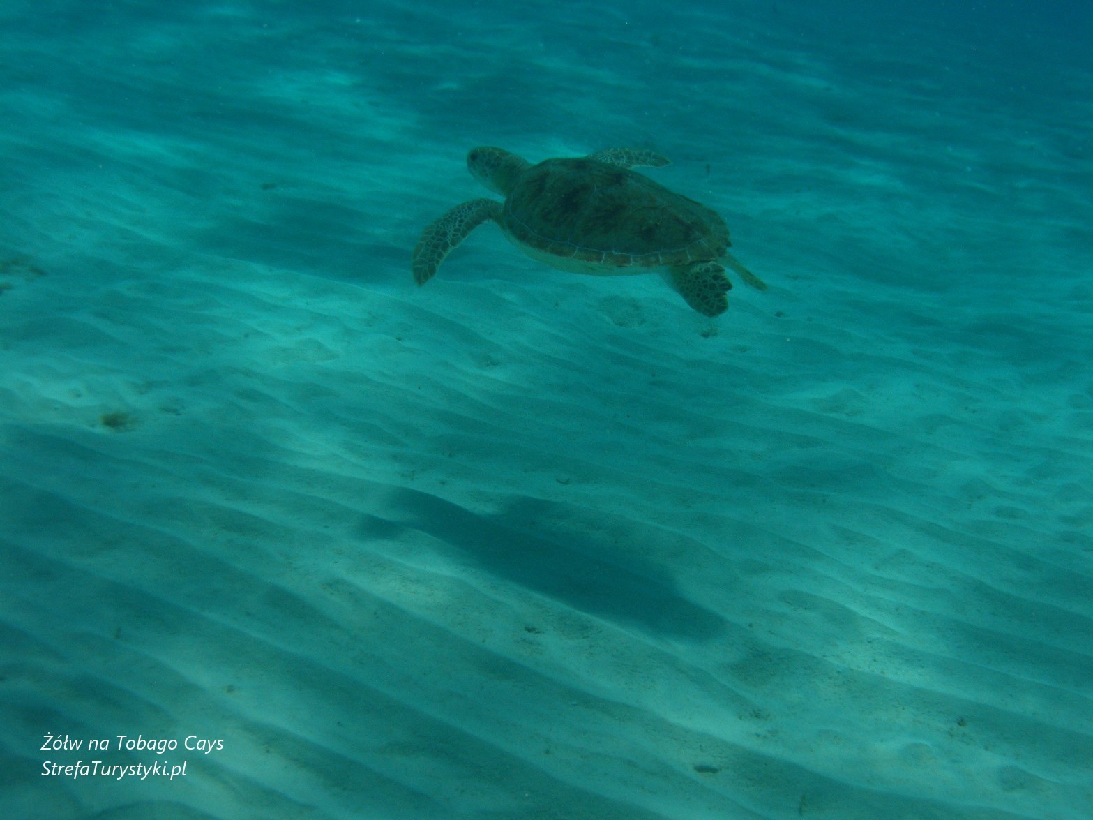 Tobago Cays żółw